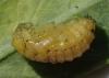 Emarhopa rufa